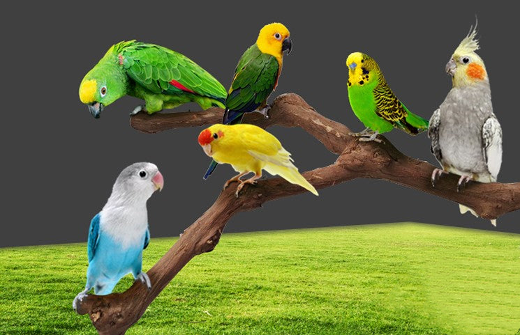 Transform Your Parrot's Cage with Our Sturdy and Easy-to-Install Stand Pole!
